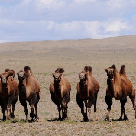 Gorkhi Terelj National Park