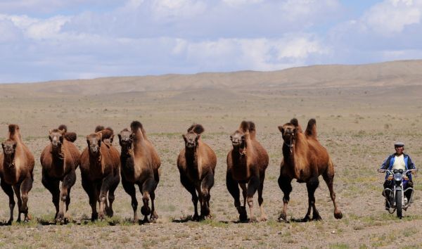 Gorkhi Terelj National Park